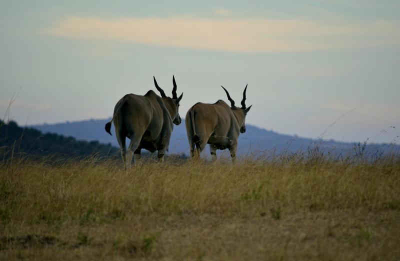 Mis días de safari en Uganda, Kenia y Zanzíbar.. Os lo intento contar - Blogs de Africa Este y Centro - Masai Mara.. Primer contacto (8)
