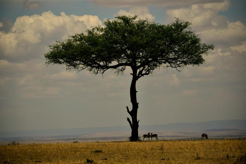Mis días de safari en Uganda, Kenia y Zanzíbar.. Os lo intento contar - Blogs de Africa Este y Centro - Masai Mara.. Primer contacto (2)