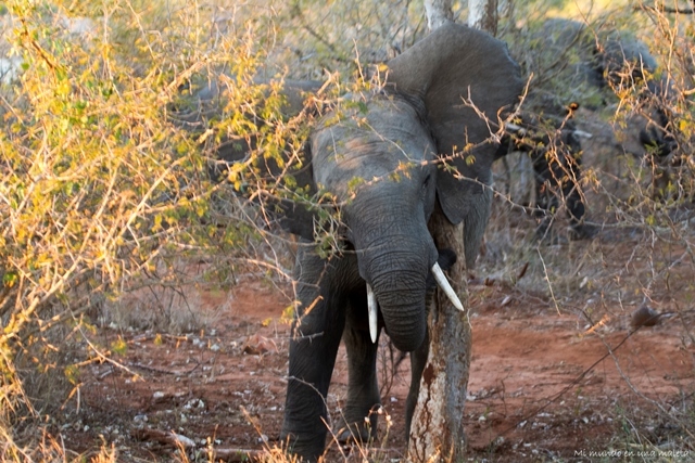 Kruger National Park: de Skukuza a Lower Sabie - SUDÁFRICA EN EL CORAZÓN (JULIO 2015) (16)