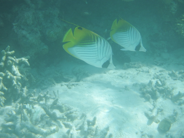 Estambul - Maldivas agosto 2015 - Blogs de Maldivas - Parte subacuática, atardeceres y conclusión (18)
