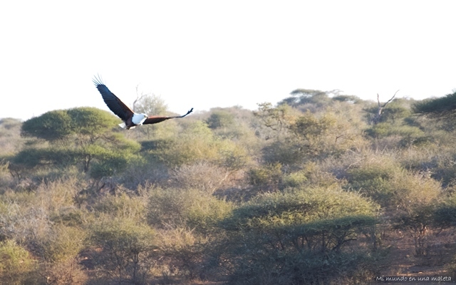 Kruger National Park: de Skukuza a Lower Sabie - SUDÁFRICA EN EL CORAZÓN (JULIO 2015) (13)
