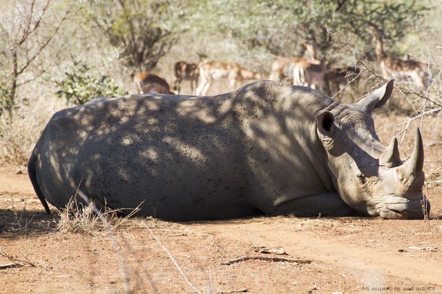 Kruger National Park: de Skukuza a Lower Sabie - SUDÁFRICA EN EL CORAZÓN (JULIO 2015) (9)
