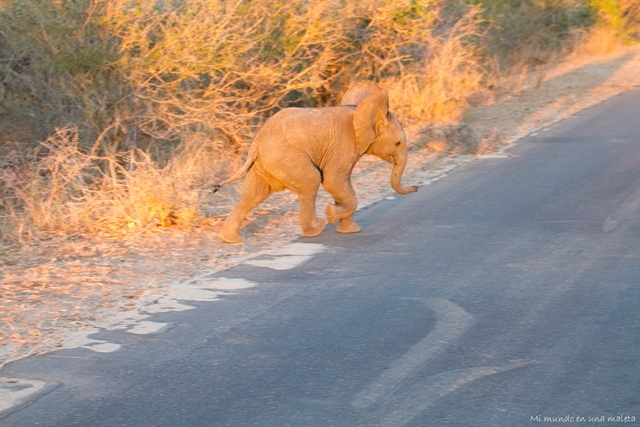 Kruger National Park: de Skukuza a Lower Sabie - SUDÁFRICA EN EL CORAZÓN (JULIO 2015) (20)
