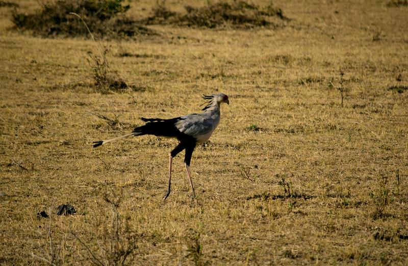 Mis días de safari en Uganda, Kenia y Zanzíbar.. Os lo intento contar - Blogs de Africa Este y Centro - Masai Mara.. Primer contacto (6)