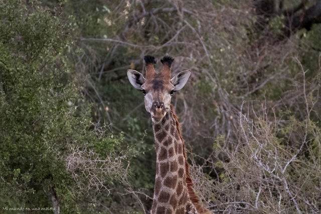 Kruger National Park: de Skukuza a Lower Sabie - SUDÁFRICA EN EL CORAZÓN (JULIO 2015) (21)