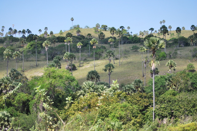 Descubriendo Indonesia en 20 días - Blogs de Indonesia - Flores: El” Jurassic Park” Indonesio (21)