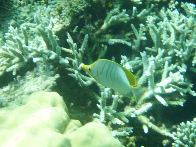 Estambul - Maldivas agosto 2015 - Blogs de Maldivas - Parte subacuática, atardeceres y conclusión (4)