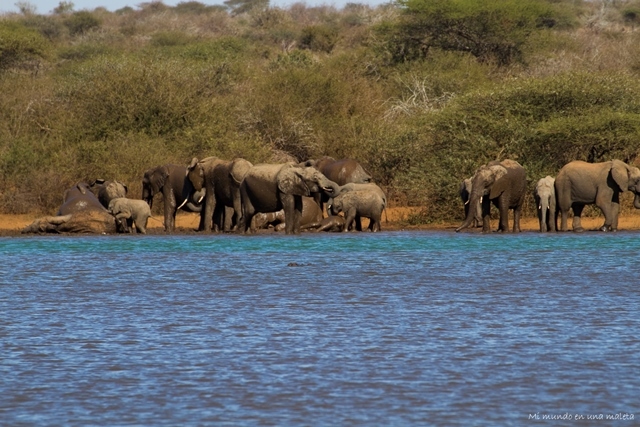 Kruger National Park: de Skukuza a Lower Sabie - SUDÁFRICA EN EL CORAZÓN (JULIO 2015) (10)