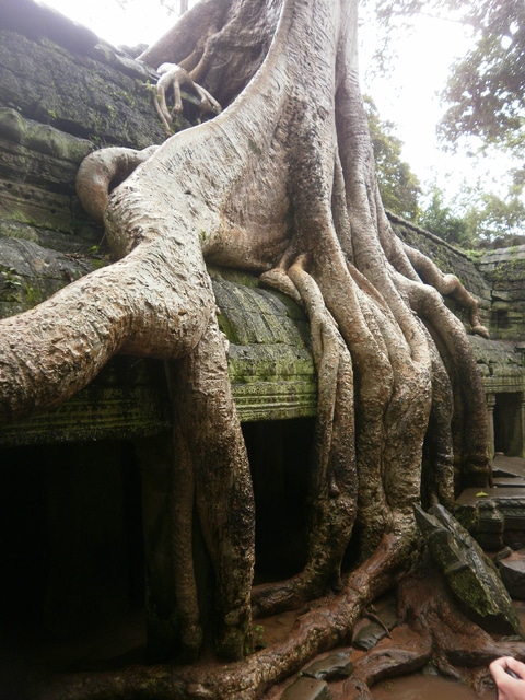 Vietnam y Angkor: 25 días a nuestro aire (Actualizado con fotos!!!) - Blogs de Vietnam - Etapa 7: Siem Reap + Templos de Angkor. (45)