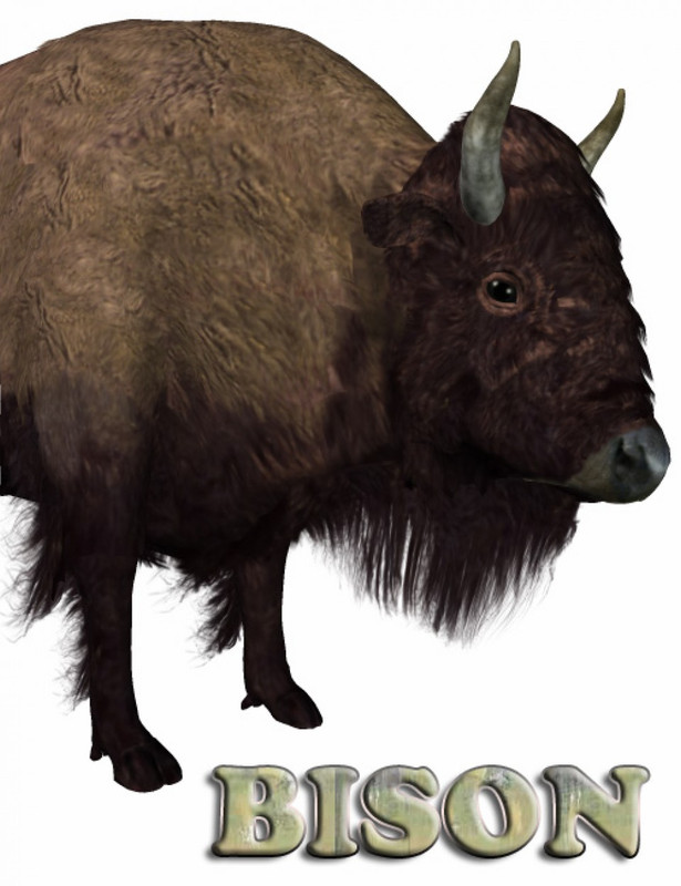 noggins bison large