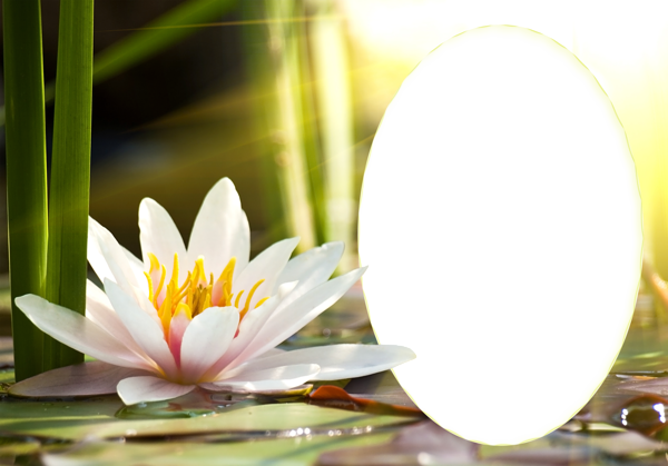 Transparent_Water_Lily_PNG_Frame