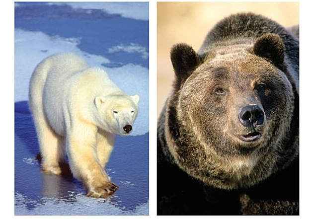 Polar Bears - Data, Pictures and Videos