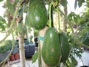 When To Pick My Little Cado Avocados After Watching All The Flowers And Small Fruit Fall Off My Other Young Avocado Trees I Was Left With Three Avocados On Little Cado
