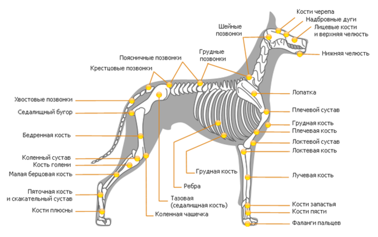Анатомия собаки кости органы. Скелет собаки строение костей. Анатомическое строение скелета собаки. Скелетная система собаки.